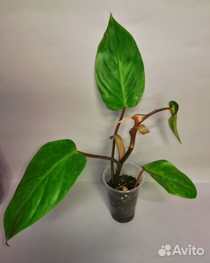 Филодендроны сортовые