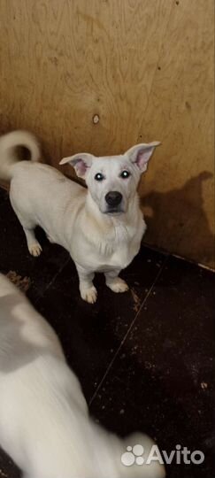 Собаки бесплатно в добрые руки щенки