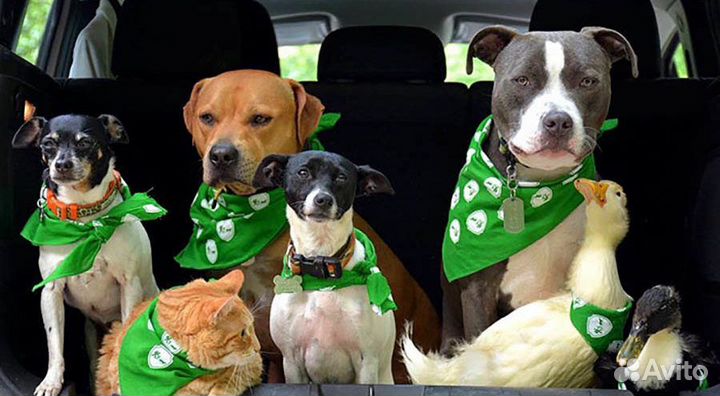 Продается магазин мяса для собак