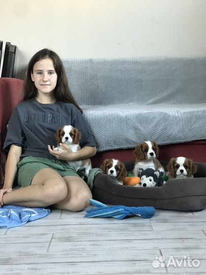 Кавалер кинг чарльз спаниель
