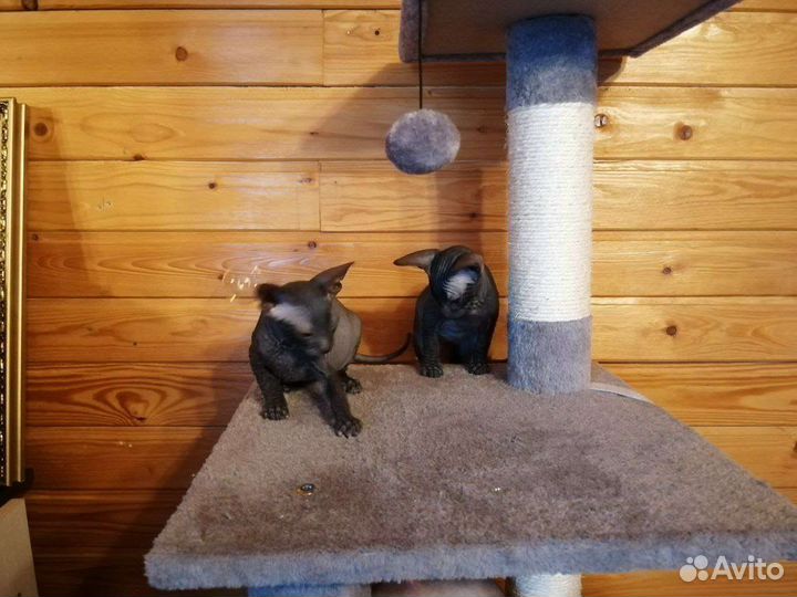 Донской сфинкс котята