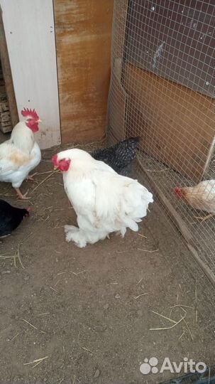 Цыплята и куры брама