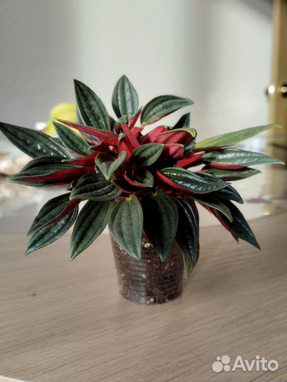 Пеперомия Россо