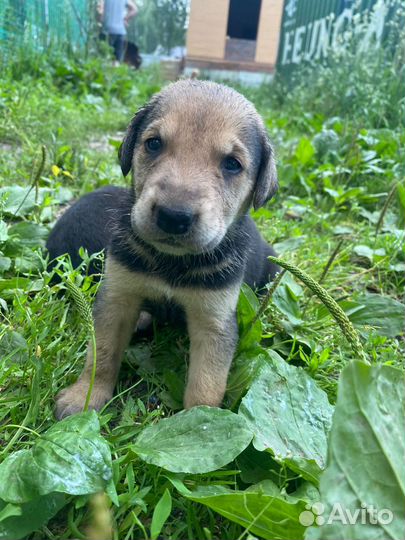 Щенки Русской Гончей
