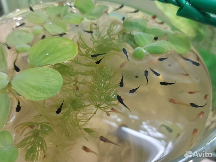 Мальки молинезии и гуппи, пистия