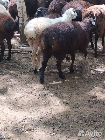 Овцы бараны ягнята