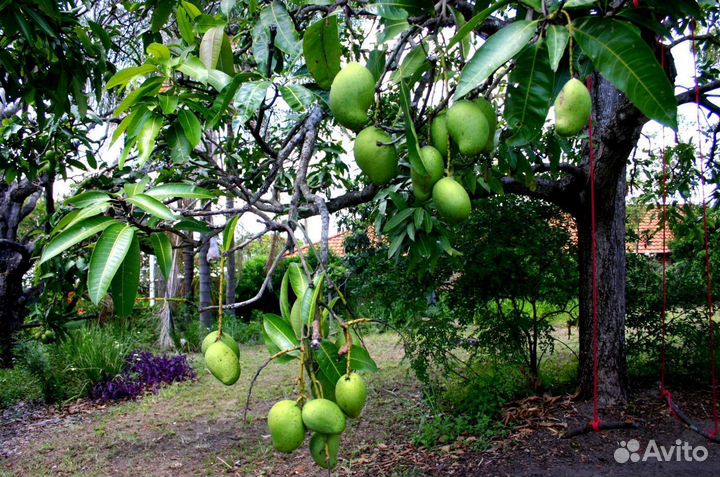 Пассифлора Инкарната (Северная Маракуйя)