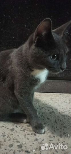 Нашёлся котёнок