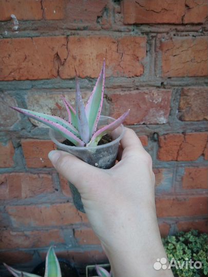 Суккуленты