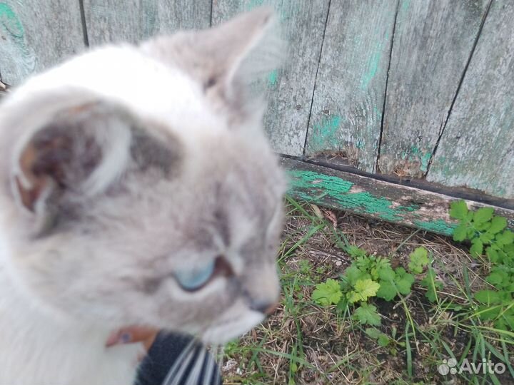 Кошка в дар бесплатно девочка 1год