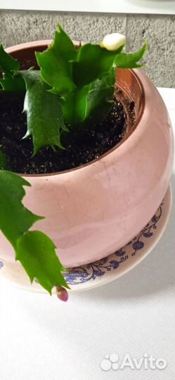 Комнатный цветок белый и красный