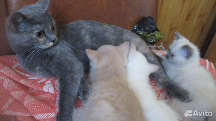 Ждут своих новых хозяев
