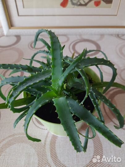 Комнатные растения