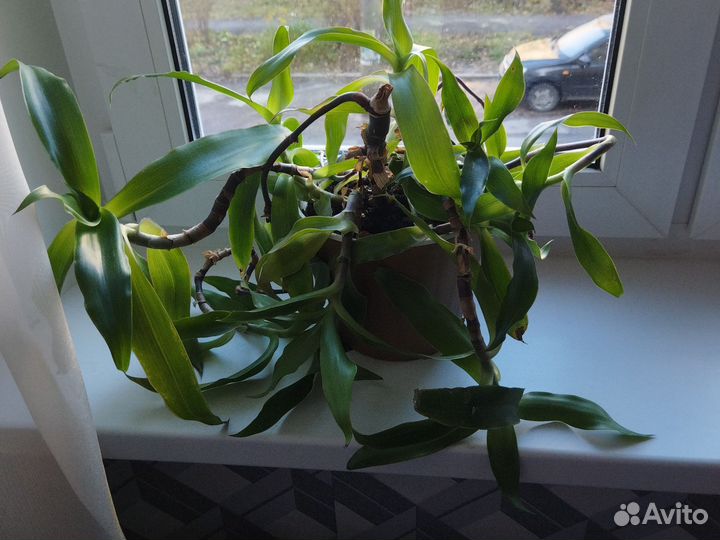 Растение золотой ус