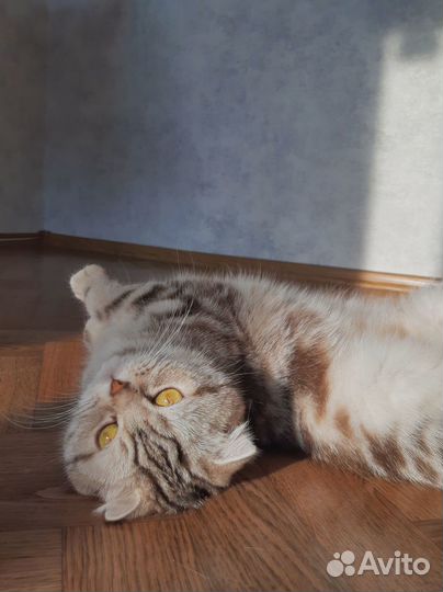 Кошка на вязку