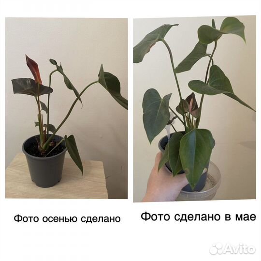 Антуриум Блэк Лав, Rainbow Champion