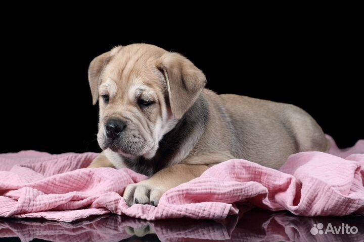 Питомник спб кадебо