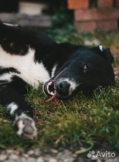 Собака в добрые руки