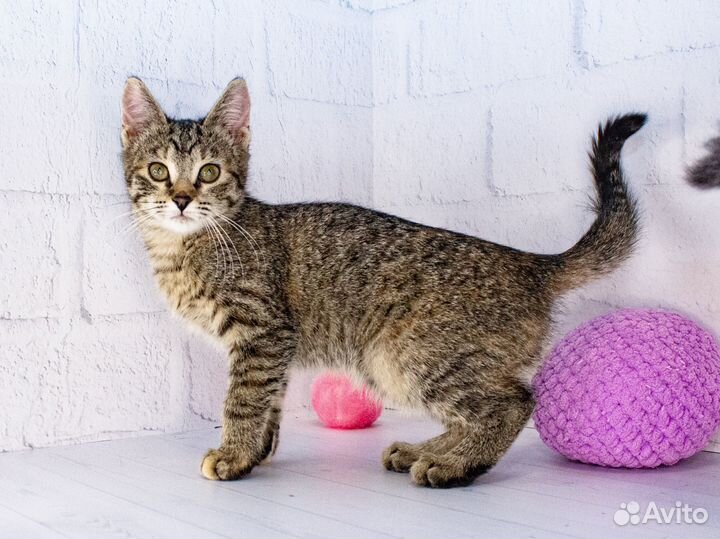 Очень контактная котенок девочка