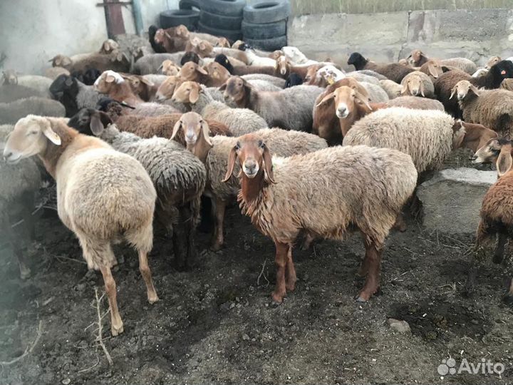 Бараны, матки, ярки гиссары