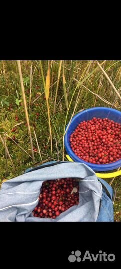 Клюква свежая