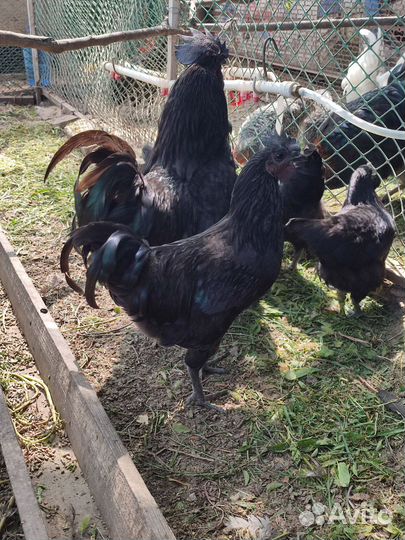 Петух Ухейулюй 4-5 мес