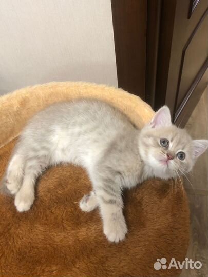 Британские золотые котята