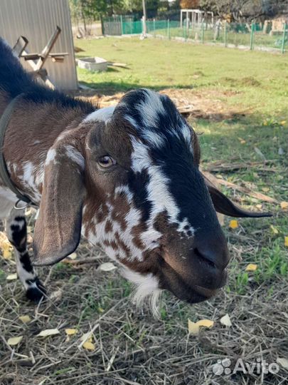 Нубийская козочка