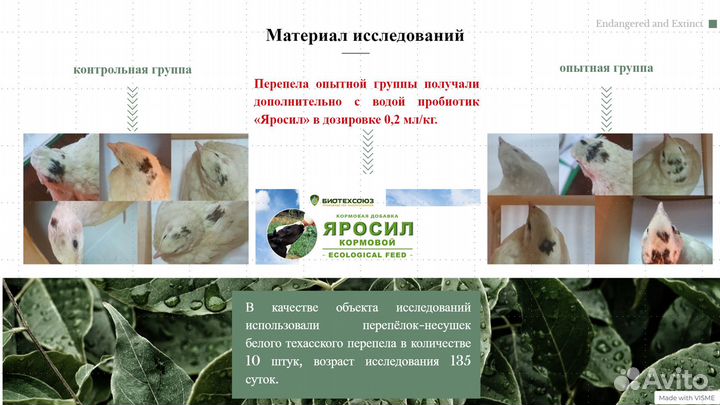 Создание презентаций