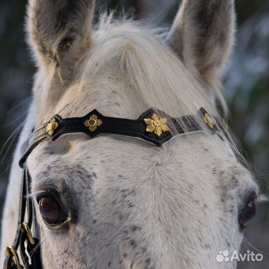 Пошив амуниции для лошадей, собак и др. животных