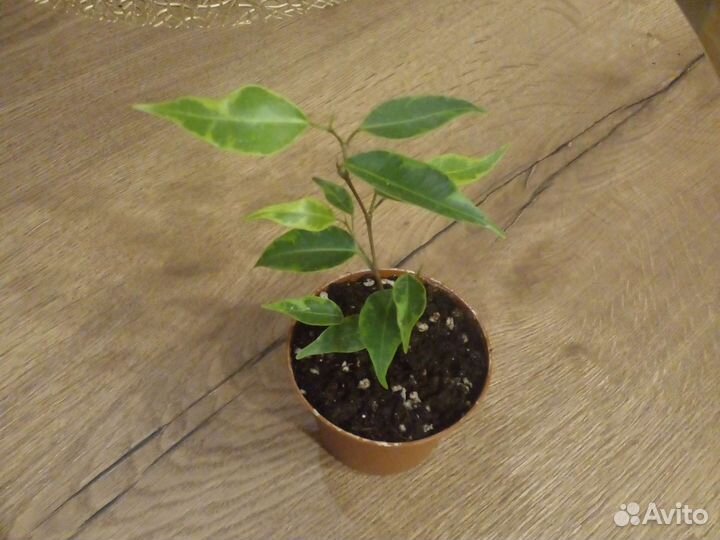Фикус бенджамина