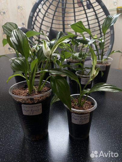 Спатифиллум Перл Купидо