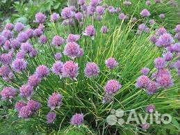 Шнитт лук саженцы