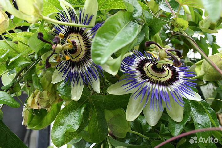 Семена и саженцы оливкового дерева и др растений