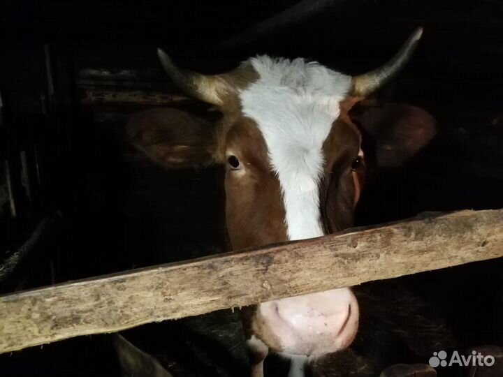 Продам молодую тёлку