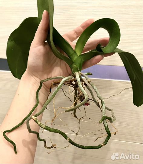 Орхидея фаленопсис реанимашка
