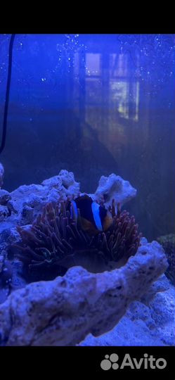 Клоун кларка