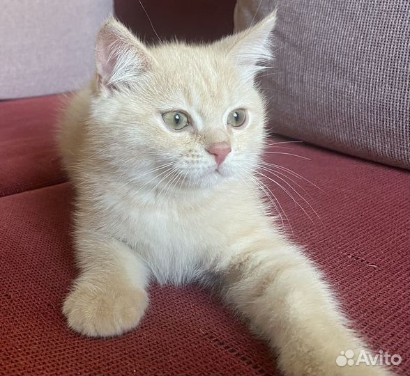 Британские котята