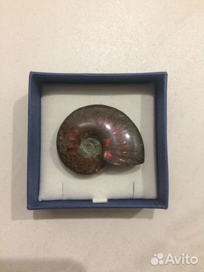 Аммонит (Cleoniceras), отполированный