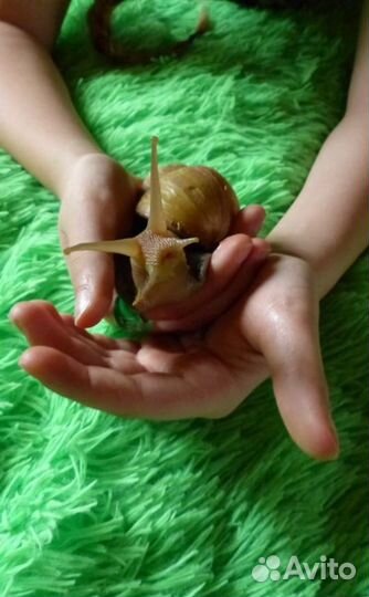 Улитки Ахатины бесплатно