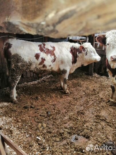 Быки герефорд на племя