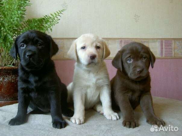 Щенки лабрадора с питомника