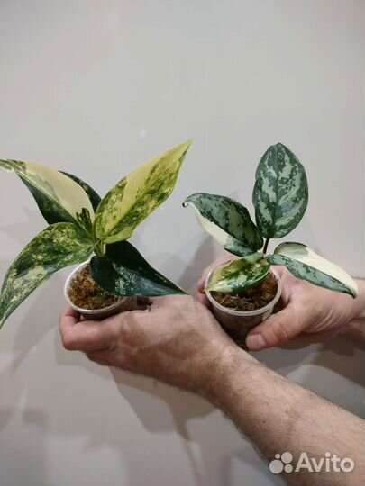 Аглаонема Siam Jade и Манила, антуриум Сирих