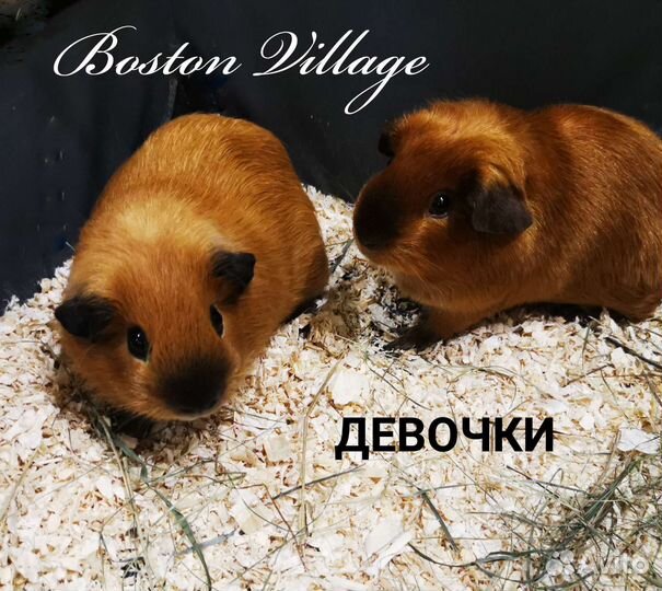 Морские свинки Калифорнии (девочки)