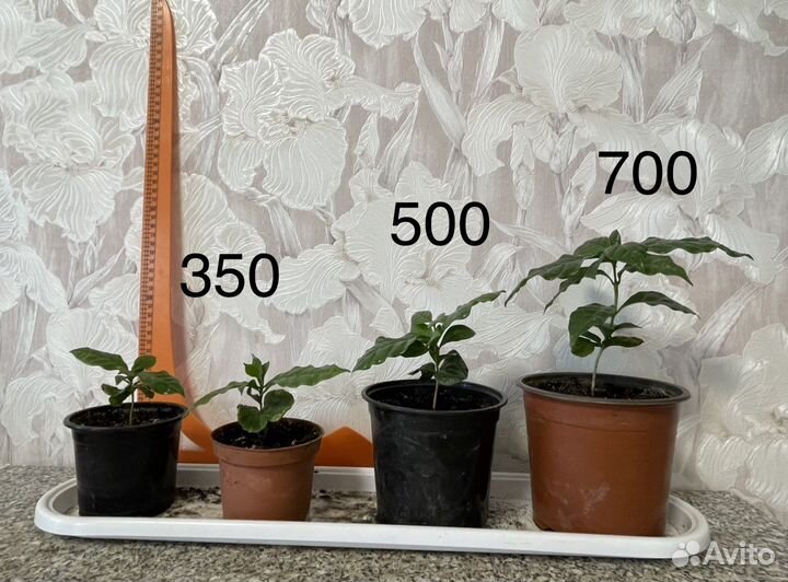 Кофейное дерево