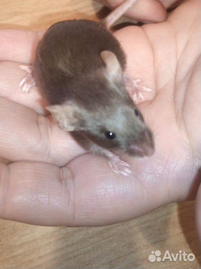 Мышь сатиновая декоративная