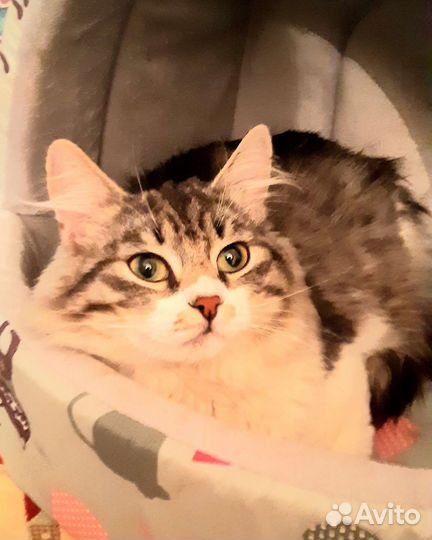 Чудесный котик матис