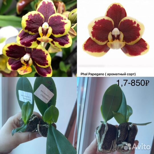 Орхидея подросток