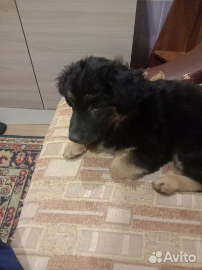 Щенки бордер колли