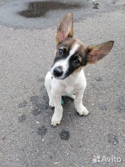 Щенки в добрые руки. Доставка. Примерный возраст 5